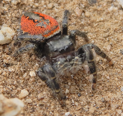 Phidippus carneus