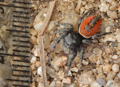 Phidippus carneus