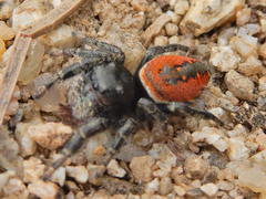 Phidippus carneus