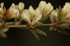 Lespedeza gerardiana