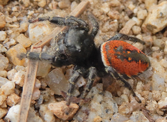 Phidippus carneus