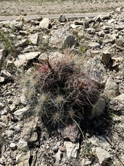 Hamatocactus hamatacanthus hamatacanthus