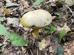 Retiboletus
