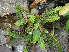 Asplenium ceterach