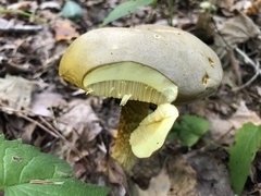 Retiboletus
