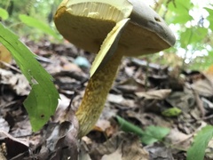 Retiboletus