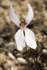 Stylidium petiolare