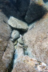 Lepidoblennius marmoratus