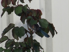 Malurus splendens splendens