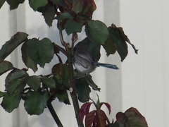 Malurus splendens splendens