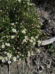 Diosma oppositifolia