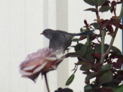 Malurus splendens splendens