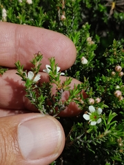 Diosma oppositifolia