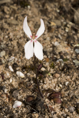 Stylidium petiolare
