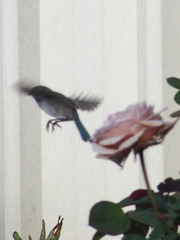 Malurus splendens splendens