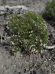 Diosma oppositifolia