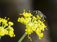 Lasioglossum loetum