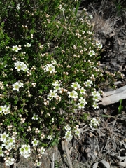 Diosma oppositifolia