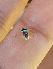 Phintella vittata