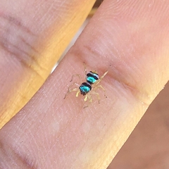 Phintella vittata