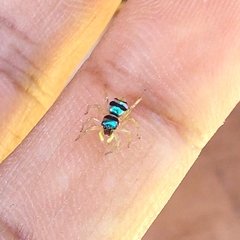 Phintella vittata
