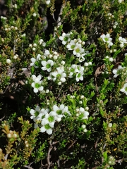 Diosma oppositifolia