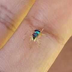 Phintella vittata