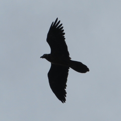 Gypaetus barbatus barbatus