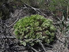 Diosma oppositifolia