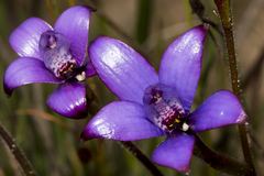 Elythranthera brunonis