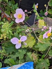 Eriocapitella hupehensis