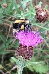 Bombus vagans bolsteri