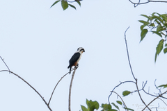 Microhierax caerulescens burmanicus
