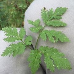 Chaerophyllum hirsutum
