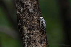 Yungipicus canicapillus canicapillus
