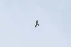 Accipiter soloensis