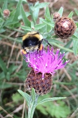 Bombus vagans bolsteri