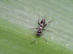 Ichneumonoidea