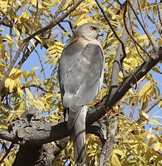 Accipiter badius