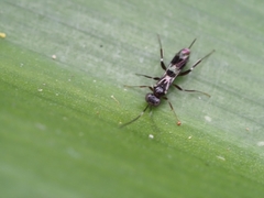 Ichneumonoidea