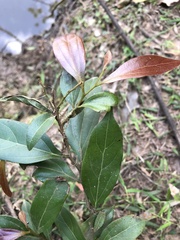 Cryptocarya triplinervis