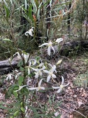 Clematis pubescens