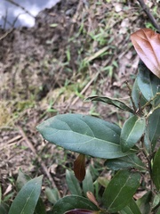 Cryptocarya triplinervis