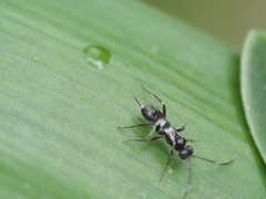 Ichneumonoidea