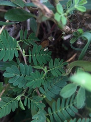 Oxyopes