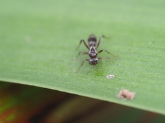 Ichneumonoidea