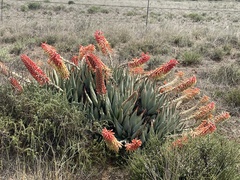 Aloe claviflora