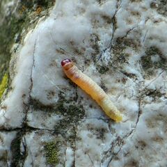 Plodia interpunctella