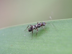 Ichneumonoidea