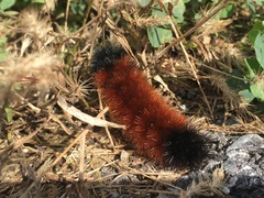 Pyrrharctia isabella